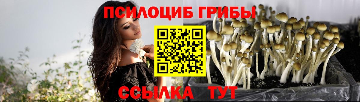 Псилоцибиновые грибы Cubensis Кызыл